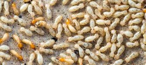Termite inspection edmond ok 